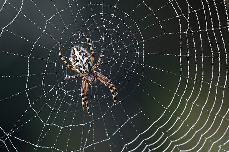spider in its web