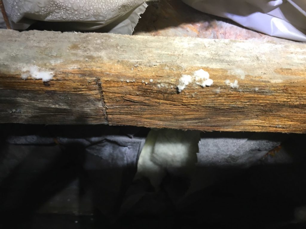 mold in an attic