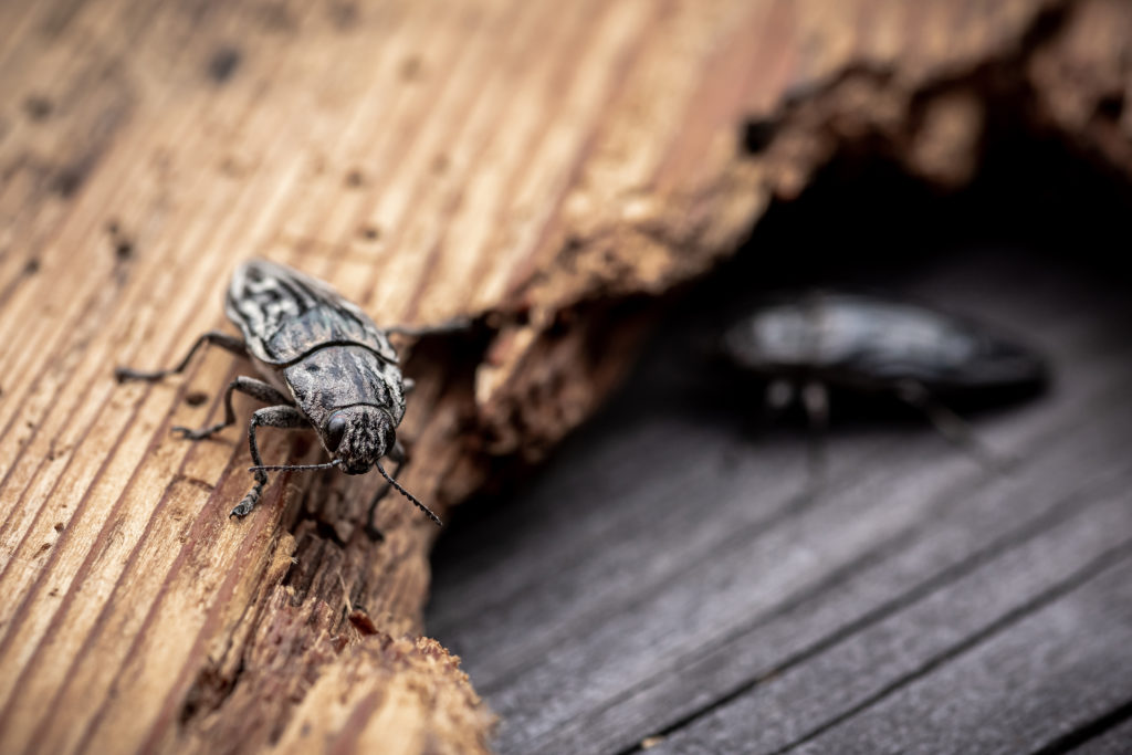 wood boring beetle eating home's wooden structure in need of pest control