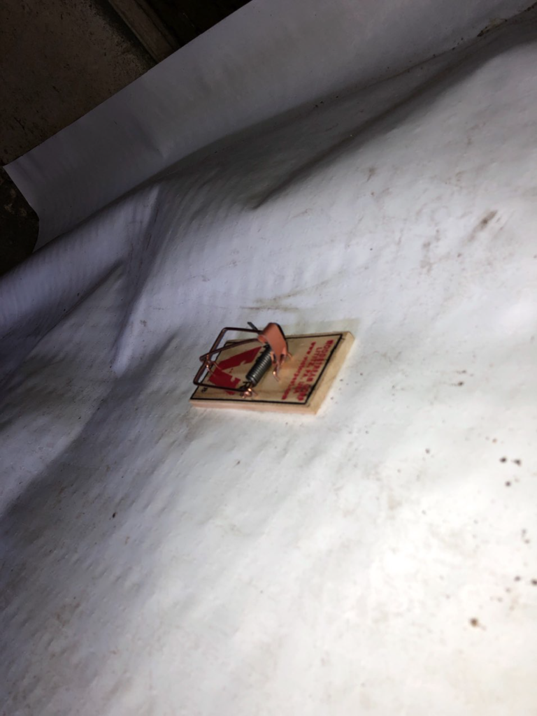crawl space transformation after picture neptune city