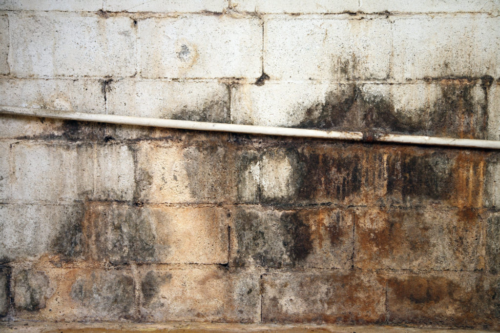 dark patch of mold stain on basement wall