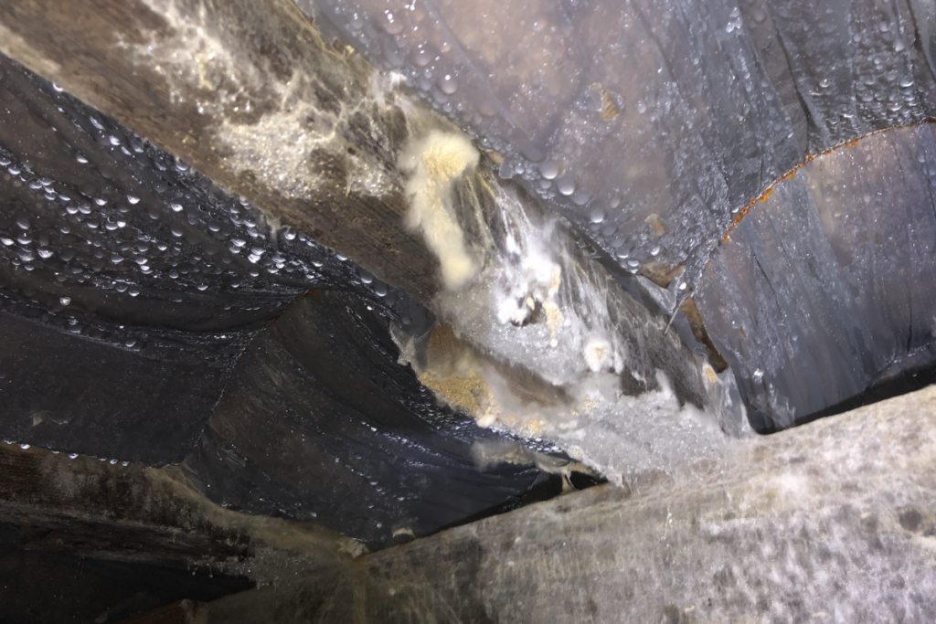 old crawl space insulation that is wet and covered in mold