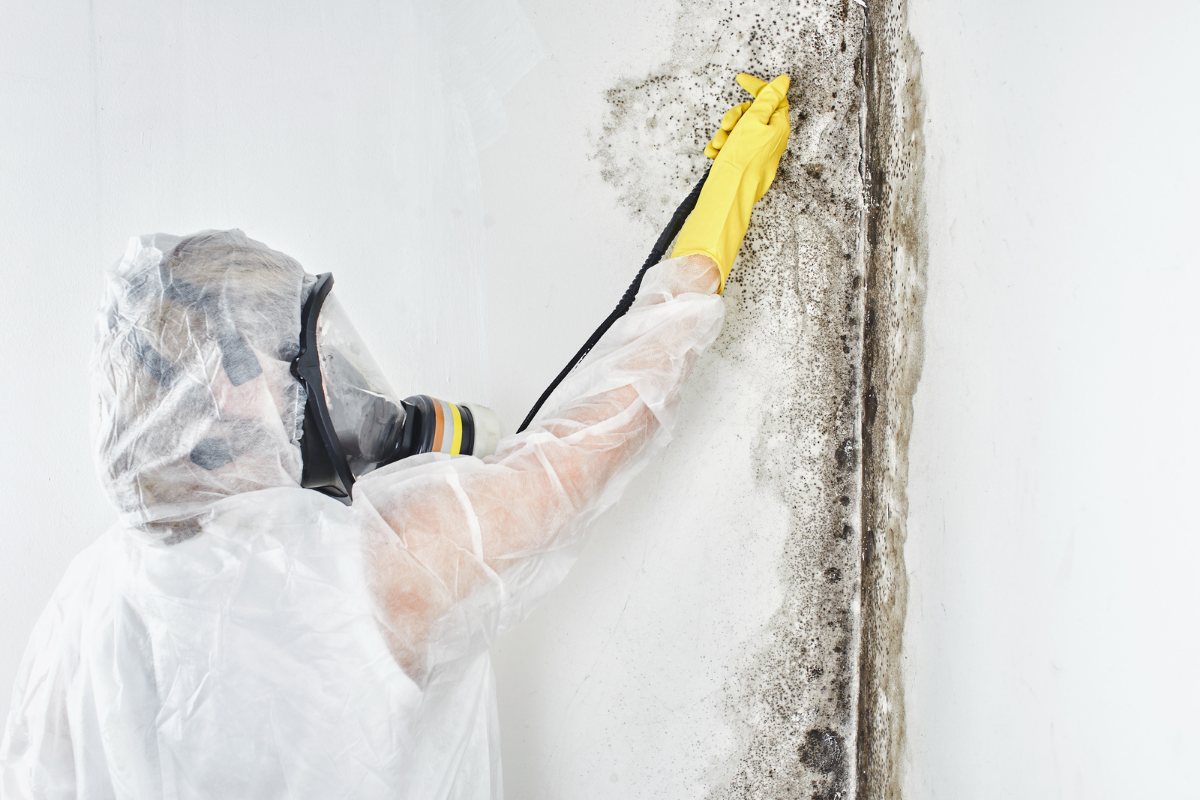 professional mold removal