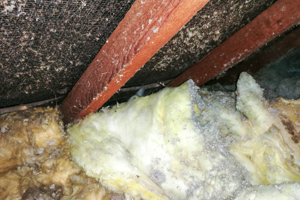 old insulation compromised by moisture and mold