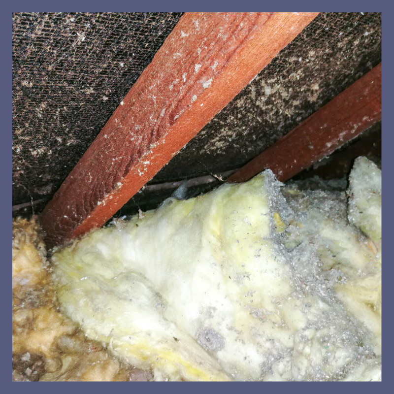attic insulation and wood structure covered in mold growth