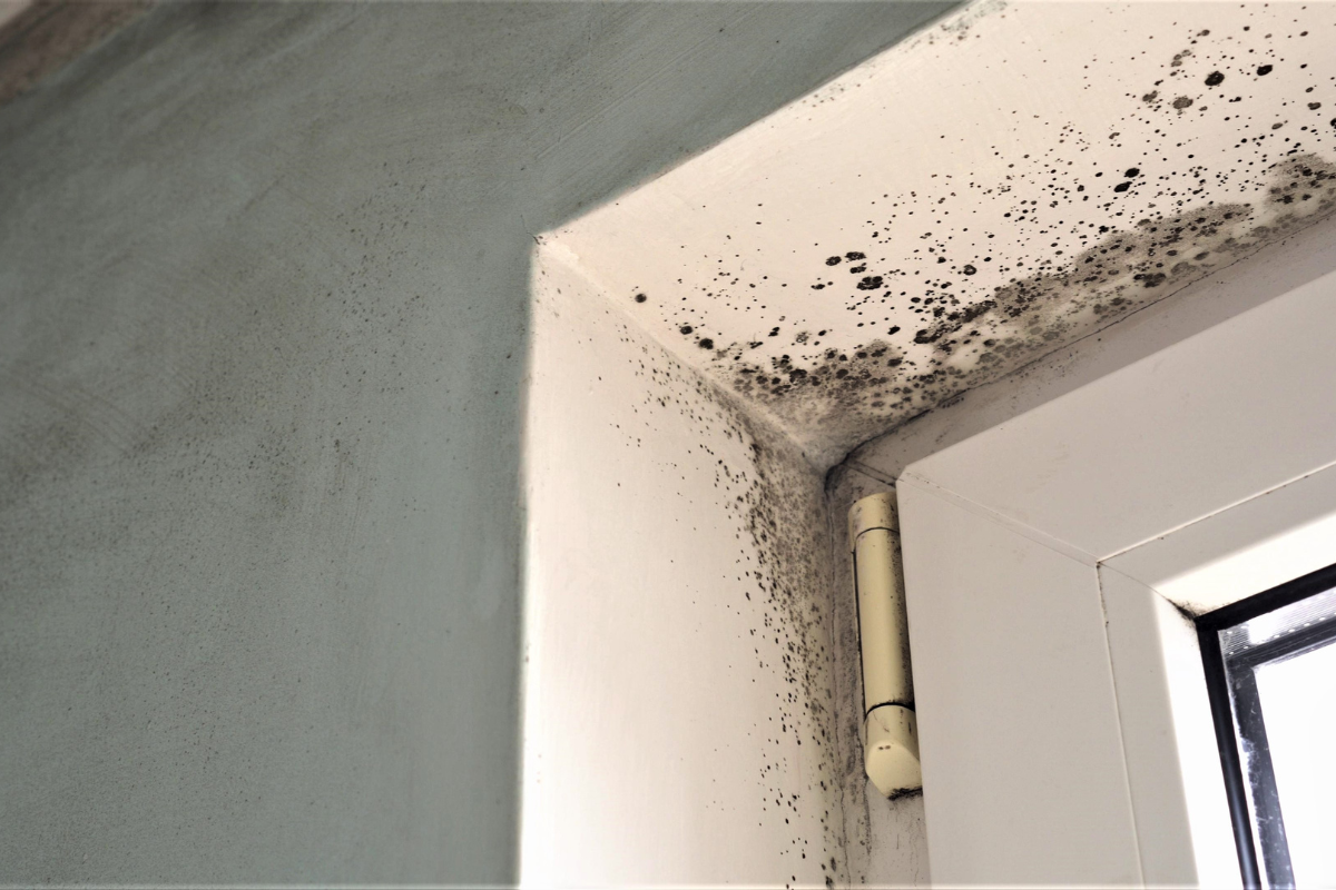 indoor summer mold growth