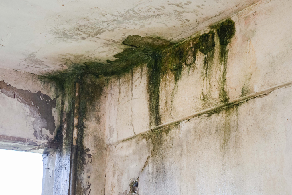 mold growth in damp crawlspace that can aggravate allergy symptoms
