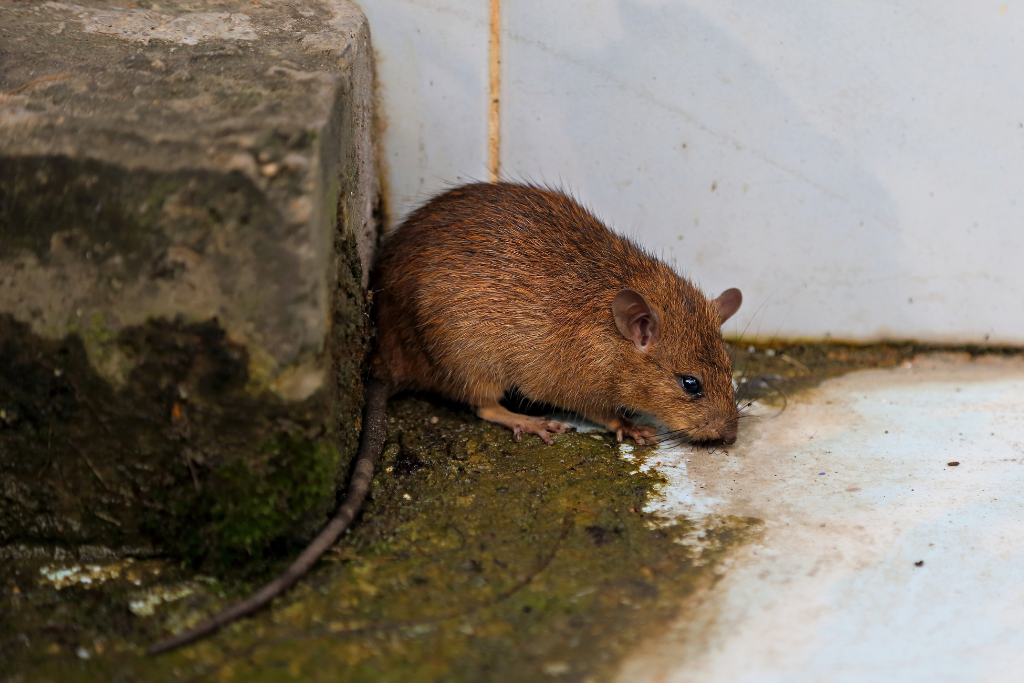 mouse in house due to poor pest control techniques