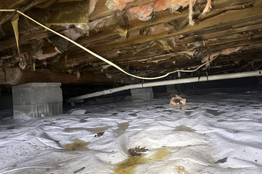 before brigantine crawlspace services