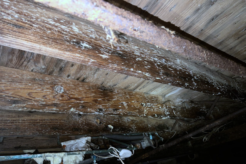 crawlspace mold growing on floor joists