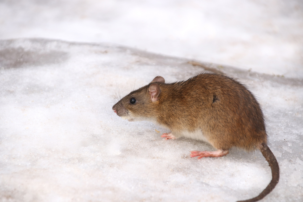 Combating Common Winter Pests in Your Basement