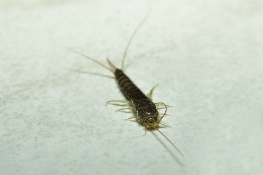 silverfish in basement
