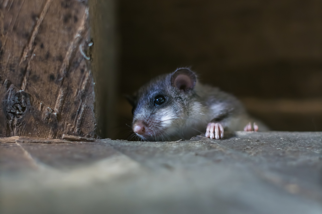 mouse pest hiding in attic