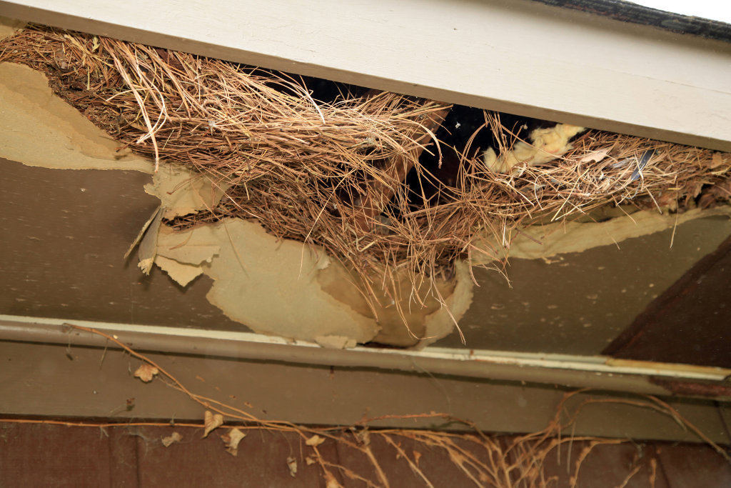 rats nest forming in attic — sign of pests