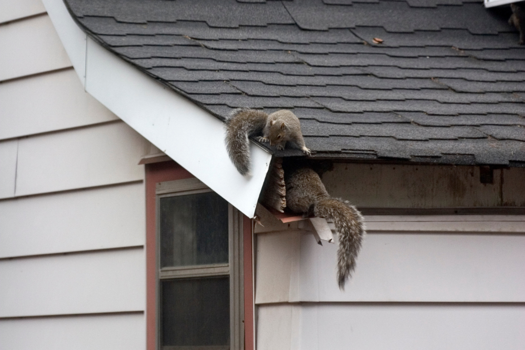 How to Detect Early Signs of Attic Pests