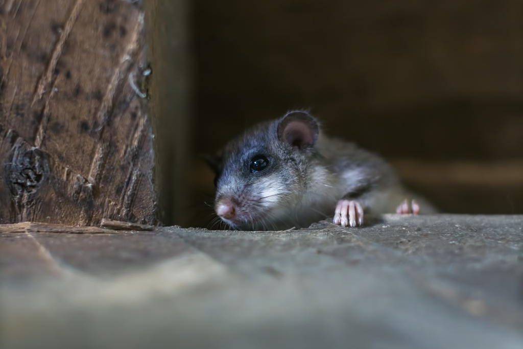 attic pest control needed for mice in attic