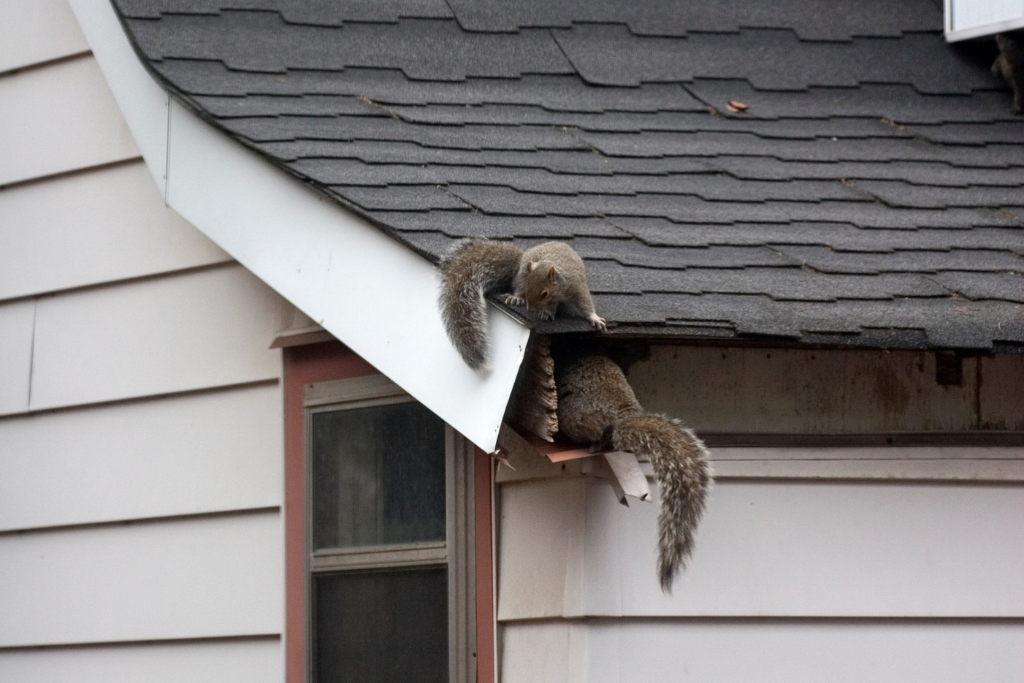 attic pest control needed to keep squirrels out of attic — squirrels entering attic through hole in home's structure