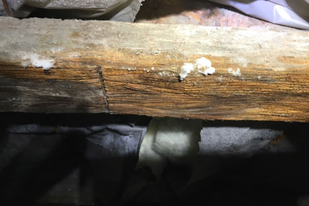 mold growth on crawlspace floor joist due to high moisture, in need of waterproofing